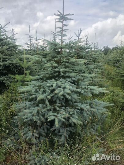 Ель голубая 1-1,2 м