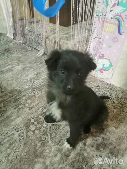 В добрые руки пушистая девочка