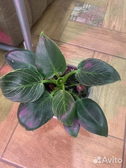 Филодендроны сортовые
