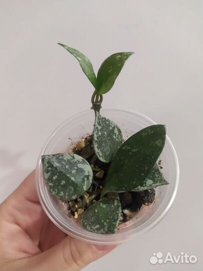 Хойя лакуноза