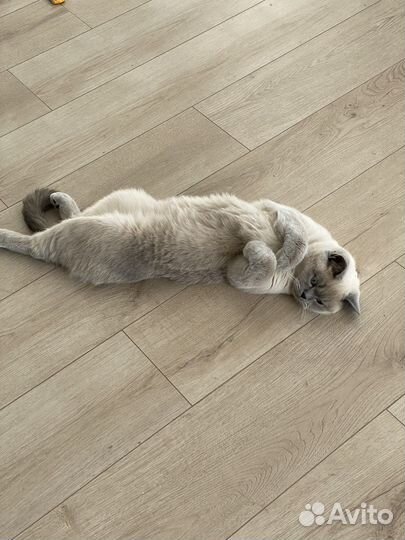Продам кошку