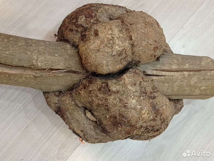 Кап ореховый