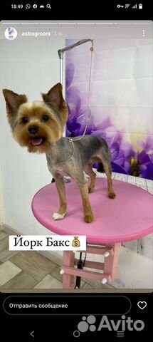 Йоркширский терьер вязка мальчик