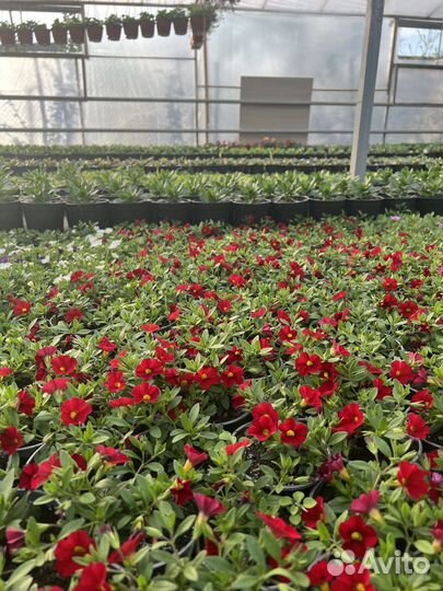 Цветы рассада