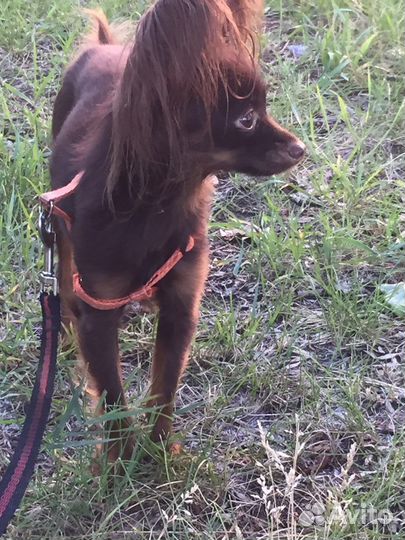 Той-терьер вязка