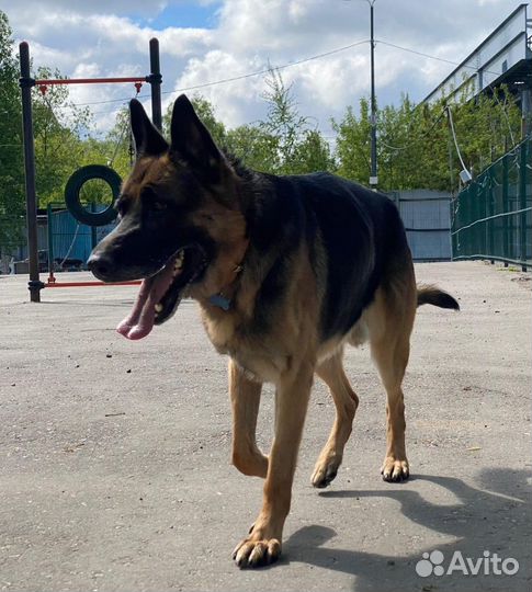 Пёс из приюта ищет дом