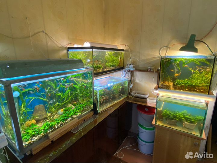 Аквариумы