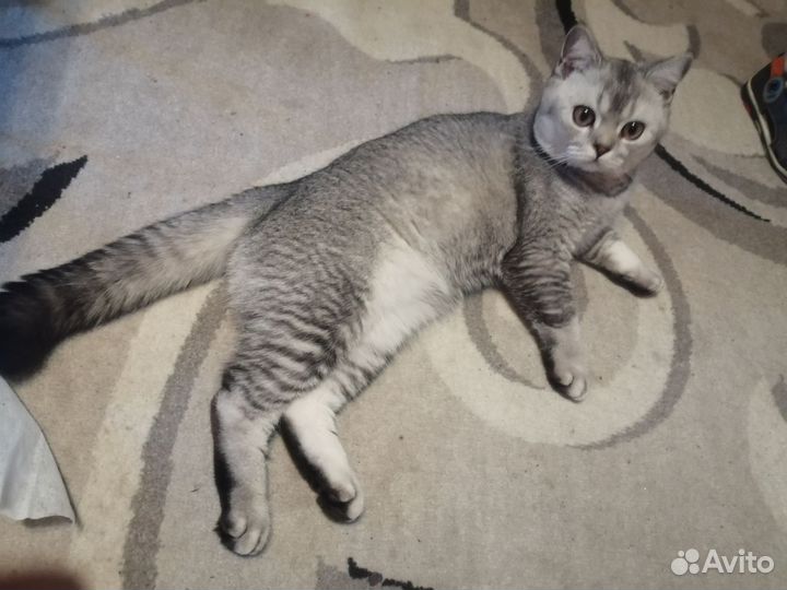 Шотландский кот вязка