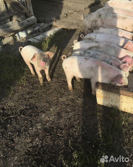 Поросята