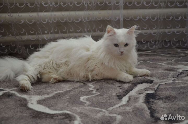 Зоогостиница, Передержка животных