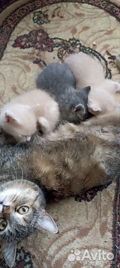 Котята в добрые руки