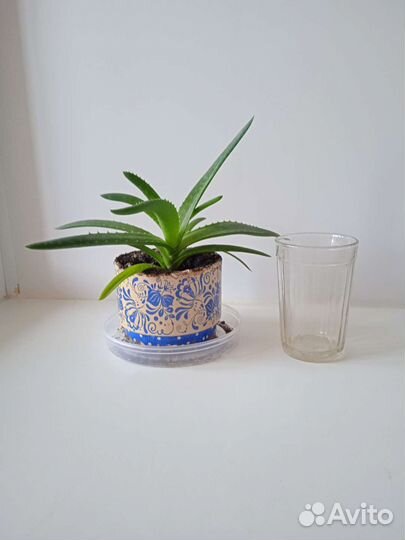 Продам цветы комнатные