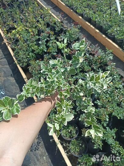 Бересклет Эмеральд Гаети