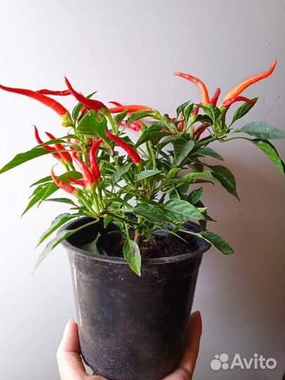 Перец острый,комнатный