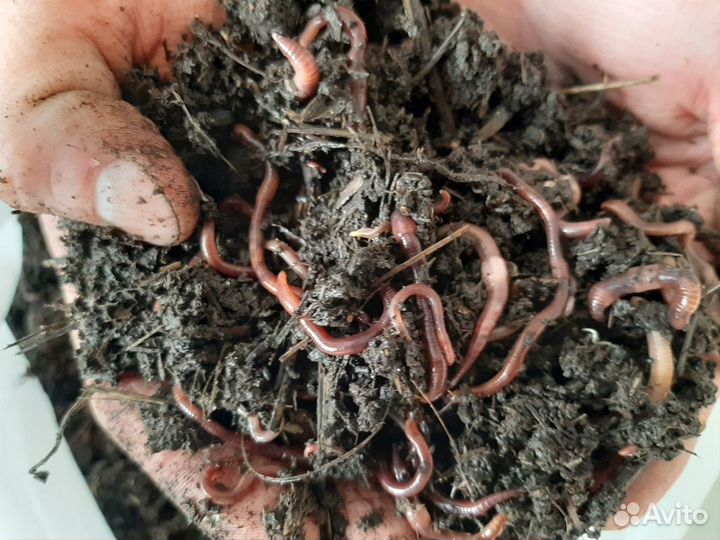 Дождевые калифорнийские черви