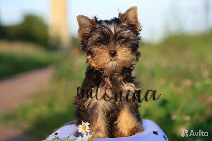 Мини девочки