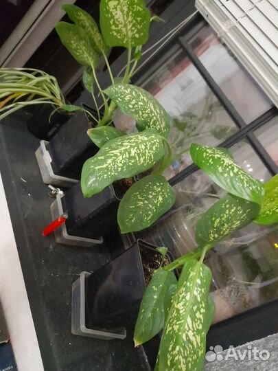 Комнатные растения цветы