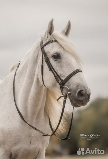 Лошадь в аренду