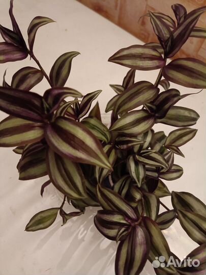 Традесканция зебрина