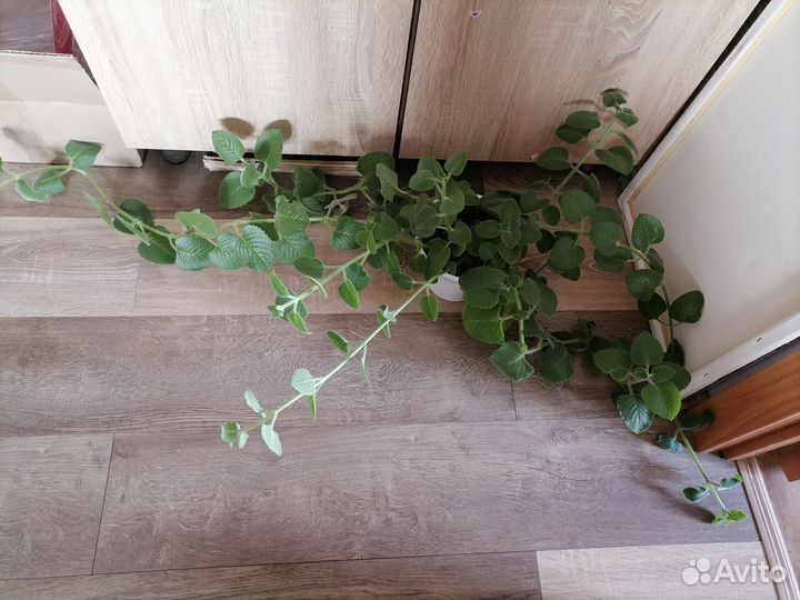 Комнатные домашние растения