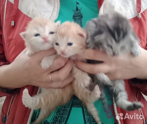 Кошка с котятами в дар