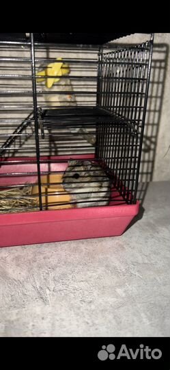 Джунгарский хомяк