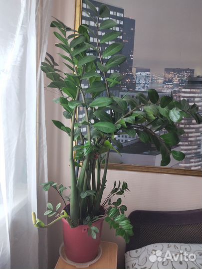 Замиокулькас