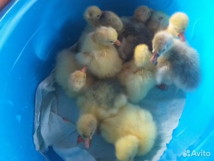 Гусята линда