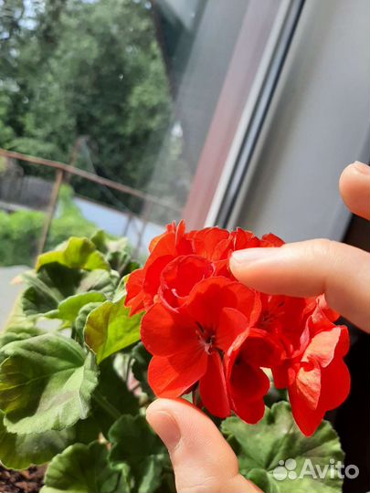 Пеларгония герань красная
