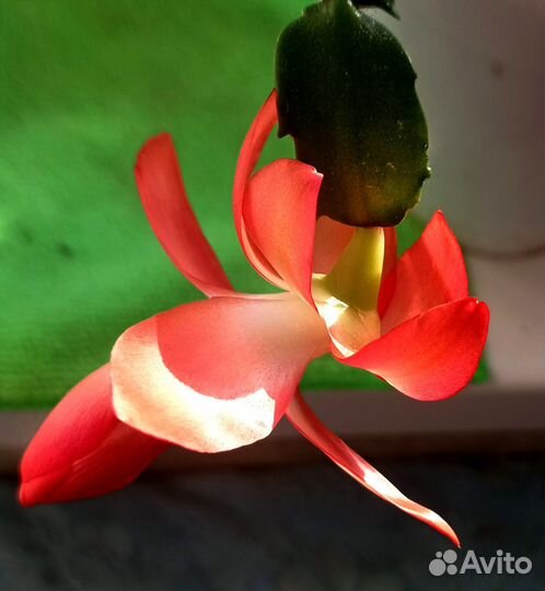 Сортовые декабристы