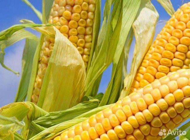 Семена подсолнечника и кукурузы