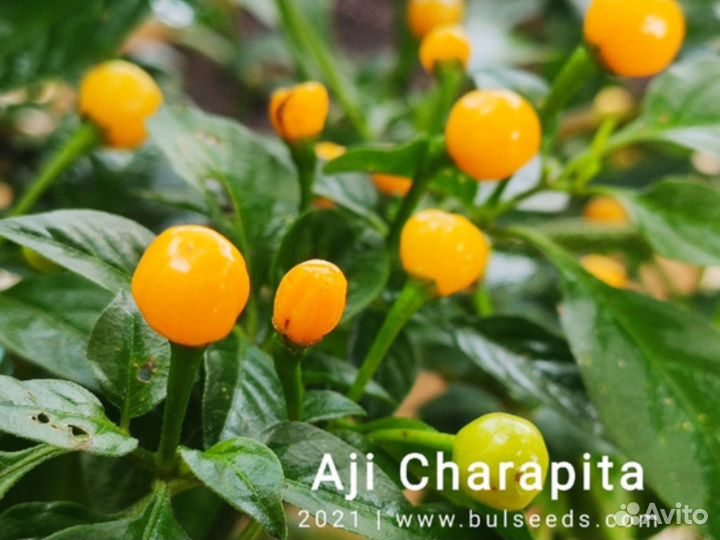 Семена острого перца Аджи Чарапита-10сем