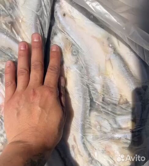 Корюшка свежемороженная отборная