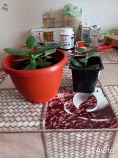 Денежное дерево толстянка