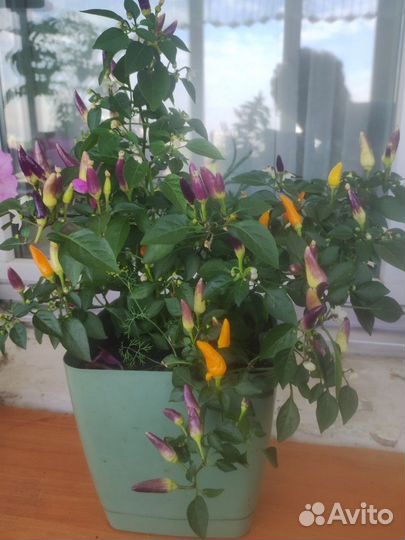 Рассада острого перчика