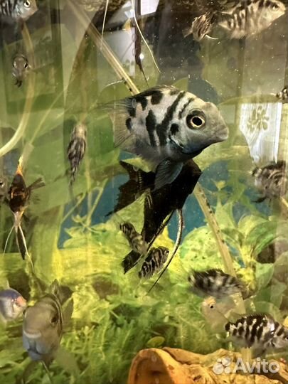 Голубой сапфировый попугай (панда) подростки