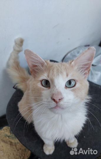 Персиковый котик