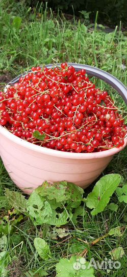 Красная смородина