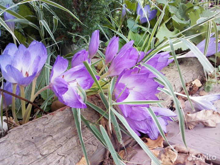 Актинид Аквил Астильба Бадан Бруннера Бузульники