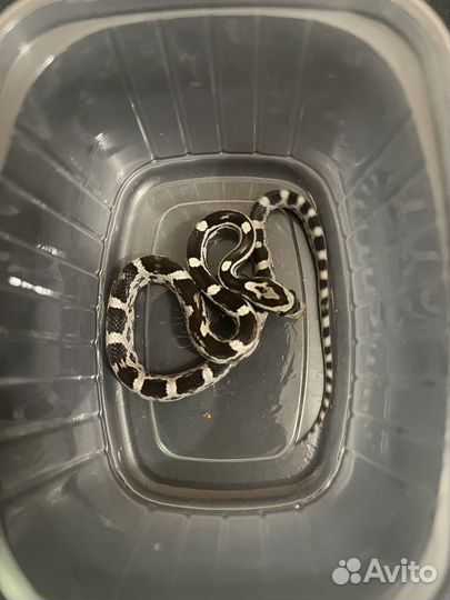 Змея маисовый полоз