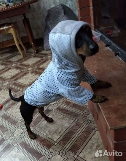 Одежда для собак такса