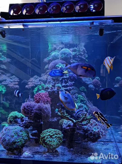 Обслуживание морского аквариума