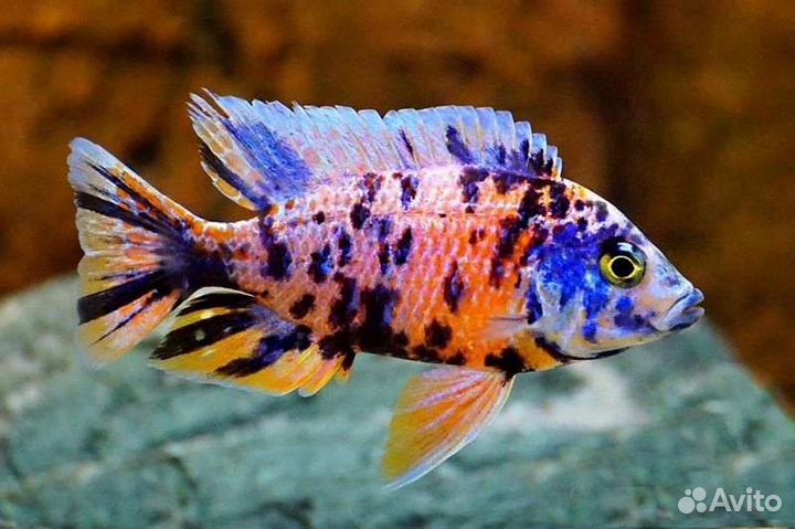 Цихлиды,Каданго,Интуги,Еллоу