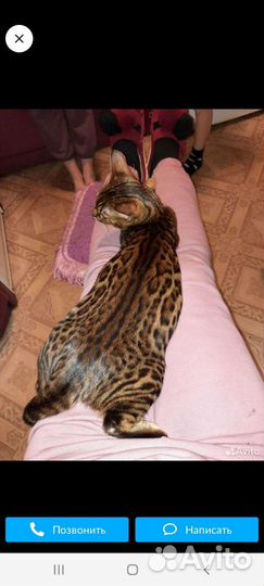 Бенгальские котята