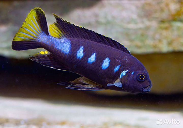 Мальки малавийских цихлид