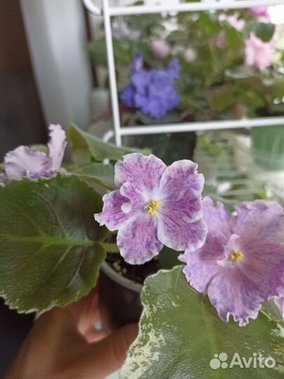 Сортовые фиалки цветущие