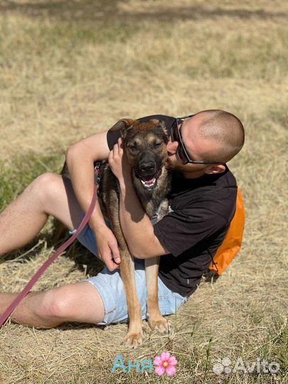 Собака Берта в добрые руки