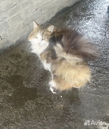 Отдам в добрые руки