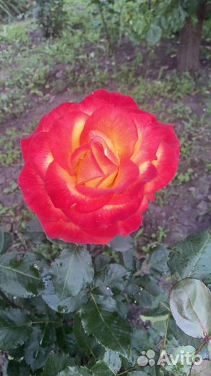 Кустовые розы