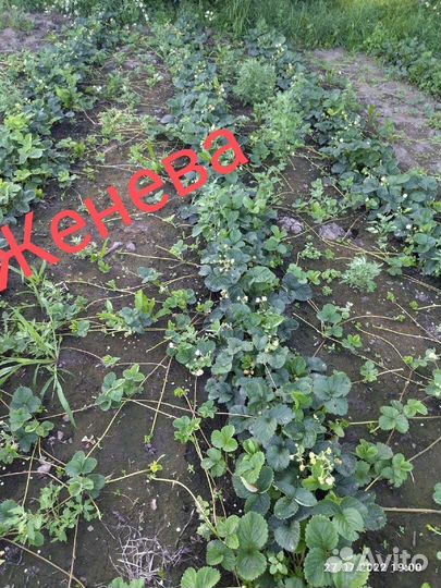 Ремонтантные сорта. Рассада зкс